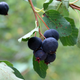 Illustration for article titled The Tastiest Berries That Grow Wild In North America